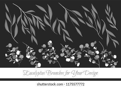 Rustic Decorative Plants Collection. Hand Drawn Eucalyptus Leaves Isolated. Vector EPS10 Illustration. Botanical Elements. Exotic Tropical Foliage and Flowers. Decorative Plants Set for Wedding Design