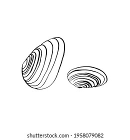 Rustic mussel shell. Vector illustration of black lines on a white background.