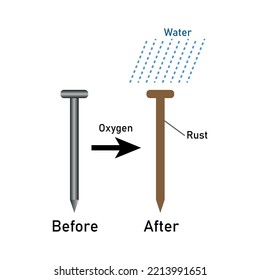 Rusting of iron nail experiment diagram. Vector illustration isolated on white background.