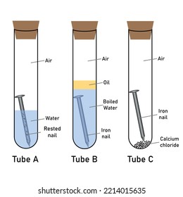 Rusting of iron nail experiment diagram. Investigating the conditions under which iron rusts. Vector illustration isolated on white background.