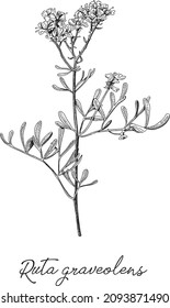 Ruta graveolens Common Rue. Sketchy hand-drawn vector illustration.