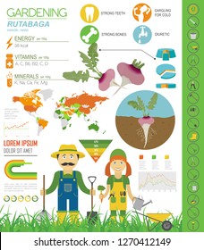 Rutabaga beneficial features graphic template. Gardening, farming infographic, how it grows. Flat style design. Vector illustration