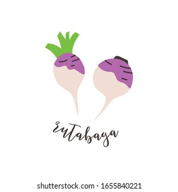 Rutabaga root vegetable hand drawn illustration isolated on white background