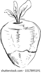 Rutabaga sketch, illustration, vector on white background.