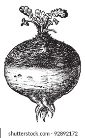 Rutabaga or Swede (Swedish turnip) or turnip or yellow turnip (Brassica napobrassica), vintage engraved illustration. Dictionary of words and things - Larive and Fleury - 1895.