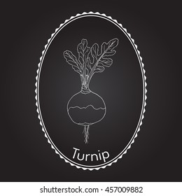 Rutabaga or Swede, or turnip (Brassica napobrassica), root vegetable. Hand drawn botanical vector illustration