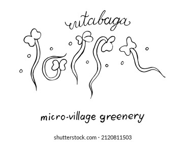 Rutabaga vector doodle illustration set. Hand drawn Rutabaga microgreens. Healthy food. Detailed organic product sketch. Cooking flavor ingredient. Great for label, sign, icon