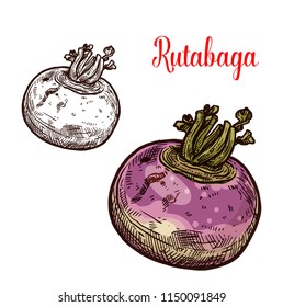 Rutabaga vegetable isolated sketch of root veggies plant. Swedish turnip or cabbage with green leaf, healthy vegetarian food ingredient for salad recipe or farm market label design