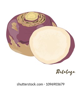 Rutabaga. Vegetables for your design. Vector illustration.