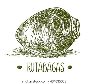 Rutabagas. Vector hand drawn graphic illustration. Sketchy style.