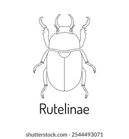 Rutelinae. Insectos. Fauna para colorear. Boceto gráfico con título. Ilustración vectorial.