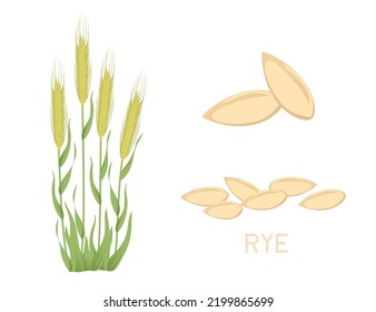 Rye agriculture plant with ears grain vector illustration isolated on white background