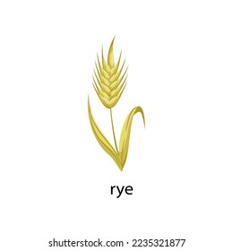 Rye cereal crop cartoon illustration. Rye with leaves isolated on white background. Plant, flowers concept