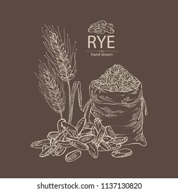 Centeno: orejas, bolsa de grano y grano de centeno. Ilustración dibujada a mano por el vector