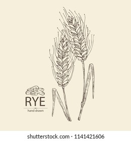 Rye: ears and rye grain. Vector hand drawn illustration