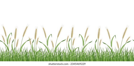 Rye field seamless border. Wheat pattern for packaging. Green ears in the grass on a white background