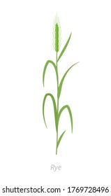 Rye green plant. Secale cereale. Species of cereal grain. Cereal grain. Vector agricultural illustration. Agronomy.