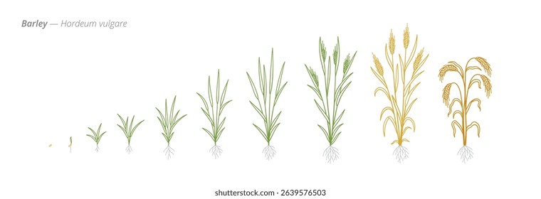 Rye Growth Stages Vector Illustration with Accurate Botanical Detail for Agricultural Planning and Crop Monitoring