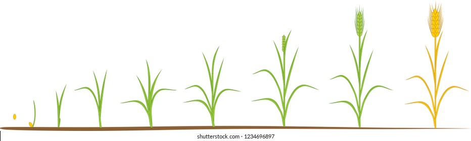 Rye life cycle. Stages of growth from seed to mature rye plant