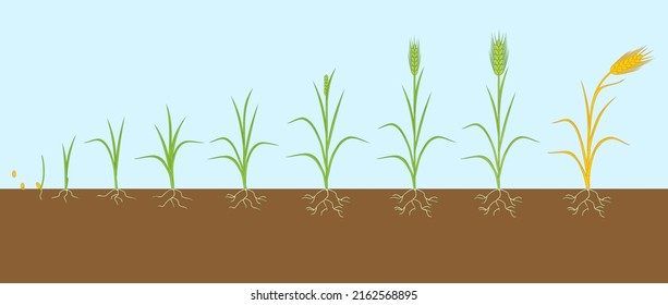 Rye Life Cycle. Stages Of Growth From Seed To Mature Rye Plant With Root System