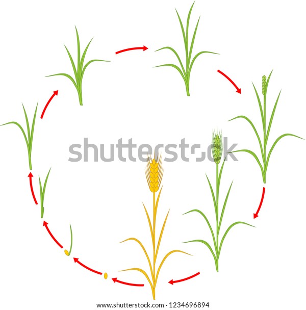 Rye Life Cycle Stages Growth Seed Stock Vector (Royalty Free ...