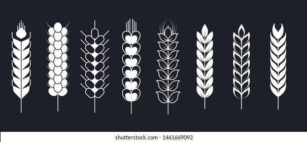 Rye and millet spikes wheat and barley isolated monochrome field plants vector flour ingredient cereal bread production dry seeds on stem ripe organic product farming and agriculture cultivation