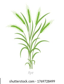 Rye plant. Bunch green grass. Secale cereale. Species of cereal grain. Cereal grain. Vector agricultural illustration. Agronomy.