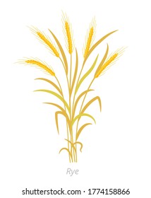 Rye plant. Bunch orange ripe and dry. Secale cereale. Species of cereal grain. Cereal grain. Vector agricultural illustration. Agronomy.