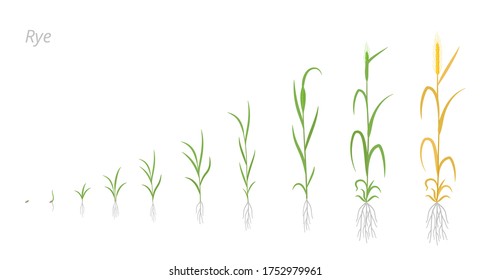 Rye plant growth stages development. Secale cereale. Species of cereal grain. Harvest animation progression. Ripening period vector infographic.