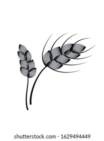 Rye seeds, spikelets. Hand drawn engraving. Vector image on a white background.