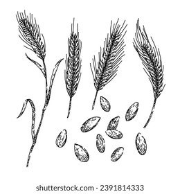 rye set hand drawn. bread barley, grain cereal, agriculture harvest rye vector sketch. isolated color illustration