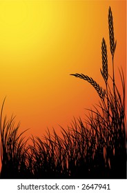 rye silhouette vector background - sunset