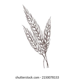 Rye spikelets drawn in detailed vintage style. Retro botanical outlined drawing of cereal grain crop with seed ears and spikes. Agriculture plant. Vector illustration isolated on white background