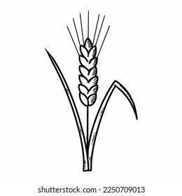 Rye. Vector doodle illustration. Cereal culture. Wheat. Sketch.