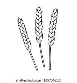 Rye Or Wheat Spikelets Outline. Hand Drawn Vector Illustration Cereals For Design Of Baking And Bread Products.