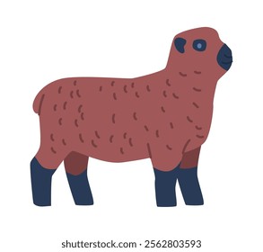 Ryeland sheep breed vector illustration