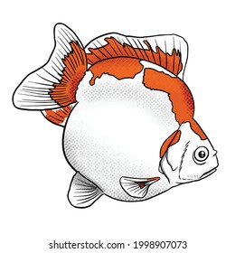 Ryugin GoldFish ilustración de dibujo de mano vectorial en color aislado en fondo blanco