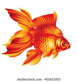 Ryukin Goldfish red on a white background [Carassius auratus]