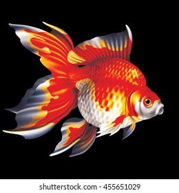Ryukin Goldfish two color on a black background [Carassius auratus]