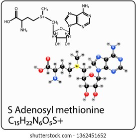 S Adenosyl Methionine Molecule Structure