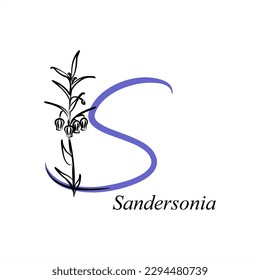 S - Sandersonia Christmas Bells  Chinese Lantern Lily. ABC with flowers. Series of letters A-Z. Images of plants. Minimalism. Beautiful letters. Line drawing. logo design initial S combine with flower