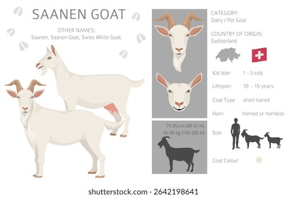 Saanen goat. Goat breeds infographic design. Animal farming flat graphic. Vector illustration