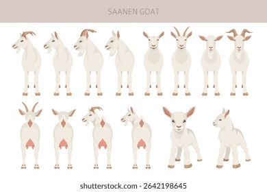 Saanen goat. Goat breeds infographic design. Animal farming flat graphic. Vector illustration