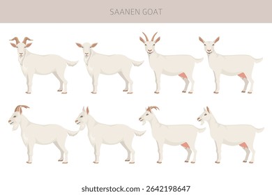 Saanen goat. Goat breeds infographic design. Animal farming flat graphic. Vector illustration