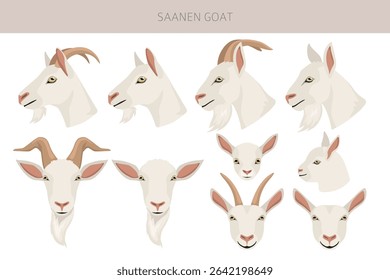 Cabra Saanen. Caprino cria design infográfico. Gráfico plano de criação animal. Ilustração vetorial
