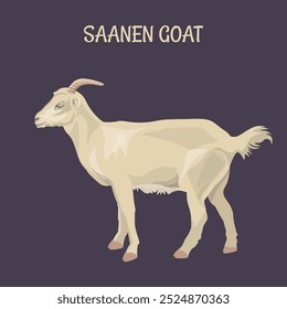 Saanen white goat. Domestic livestock. Side view. Farm animal. Vector illustration isolated on a dark background in a realistic style