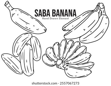 Saba banana fruit hand drawn design sketch with black ink line art one set. Images for fruit design ornaments, packaging, fruit, and others