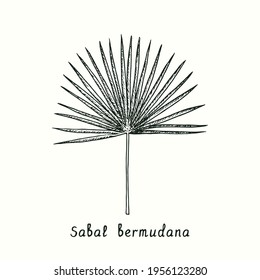 Sabal bermudana leaf. Ink black and white doodle drawing in woodcut style.