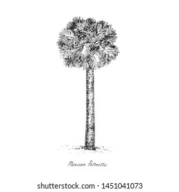 Sabal mexicana (Rio Grande, Mexican or Texas palmetto, Texas sabal palm, palmmetto cabbage) tree silhouette, hand drawn gravure style, vector sketch illustration with inscription