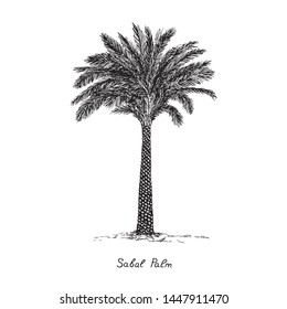 Sabal Palm (cabbage-palm, palmetto, cabbage, blue, Carolina or common palmetto, swamp cabbage) tree silhouette, hand drawn gravure style, vector sketch illustration with inscription